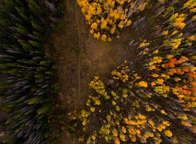 Aerial photographs of yellow and orange trees
